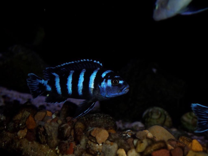 Chindongo demasoni 'Pombo Rocks'